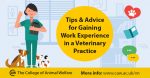 How to gain veterinary work experience in a veterinary practice blog header image