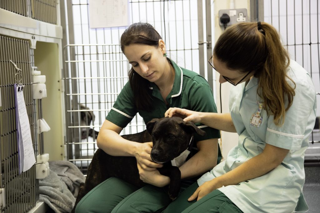 Why study the VetSkill Level 3 Diploma in Veterinary Nursing