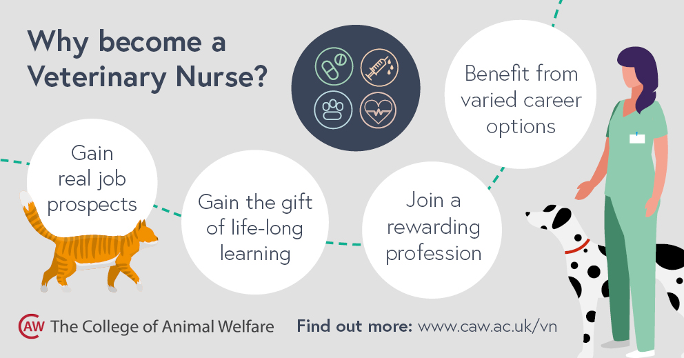 Why Become a Veterinary Nurse? - CAW Blog