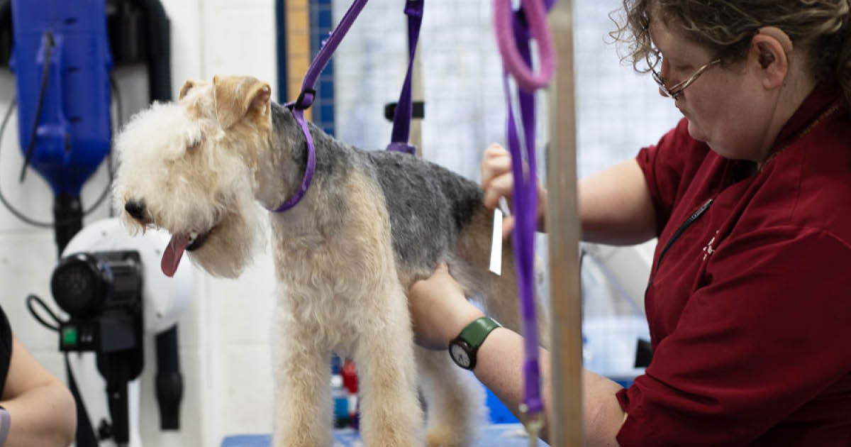 Interview with Cheryl Humphreys, Dog Grooming Tutor Disability